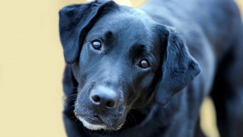 健康も心も「見える化」!?犬のウェアラブルデバイスについて徹底調査!のアイキャッチ画像