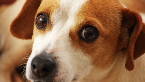 オオカミには真似できない!進化の過程で得た犬の「愛され目力」とはのアイキャッチ画像