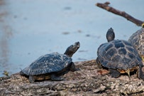 どうぶつカテゴリ第2位