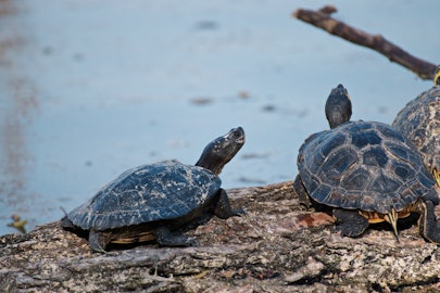 お祭りでの「亀すくい」とは?あまり知られていない実態と問題点のアイキャッチ画像