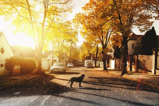 秋に犬が体調を崩しやすいのはなぜ？家や外出先で注意するべきことのアイキャッチ画像