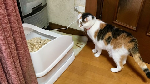 スマホで管理する最新猫トイレ「toletta(トレッタ)」を利用者目線で徹底レビュー、そこから見えてきたこととは?のアイキャッチ画像