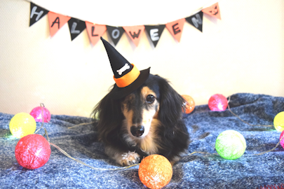 【初心者必見！】今年のハロウィンは、犬の仮装をDIYしてみよう！のアイキャッチ画像