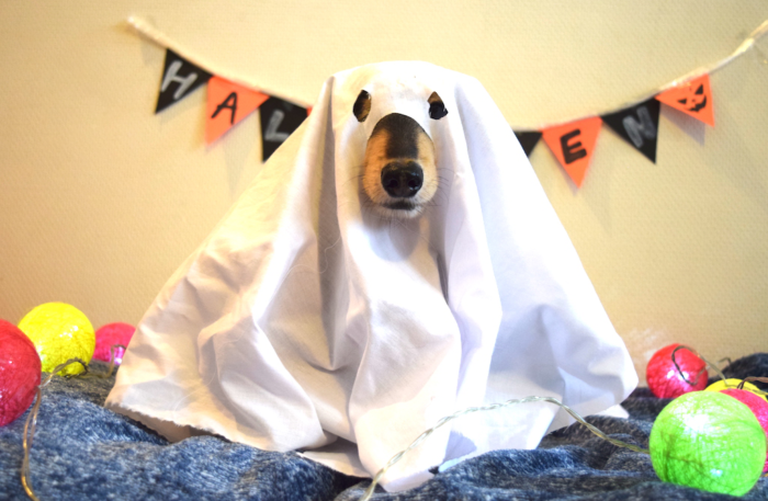 【初心者必見！】今年のハロウィンは、犬の仮装をDIYしてみよう！ | シェリー - ペットの幸せを一緒に考える