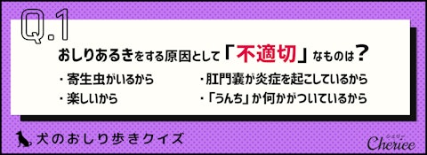 【犬クイズ】犬がおしり歩きする理由は？対処法は？のアイキャッチ画像