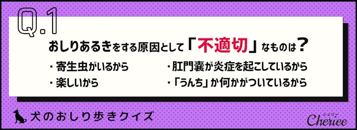 【犬クイズ】犬がおしり歩きする理由は？対処法は？のアイキャッチ画像