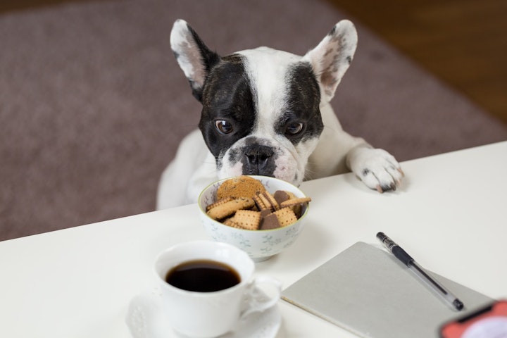 犬と食べ物