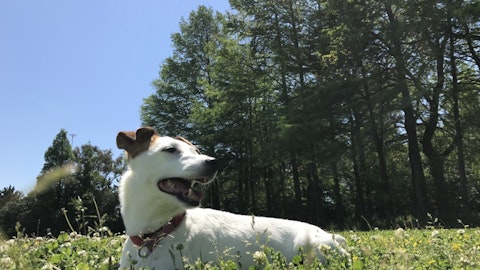 「犬がリードを引っ張る、歩かない…」散歩中のそんなお悩み、解決します!のアイキャッチ画像