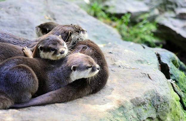 国際取引が禁止されたコツメカワウソ。かわいいからと何でも飼うのは格好良くない！！のアイキャッチ画像