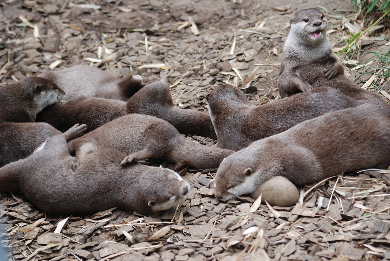 国際取引が禁止されたコツメカワウソ。かわいいからと何でも飼うのは