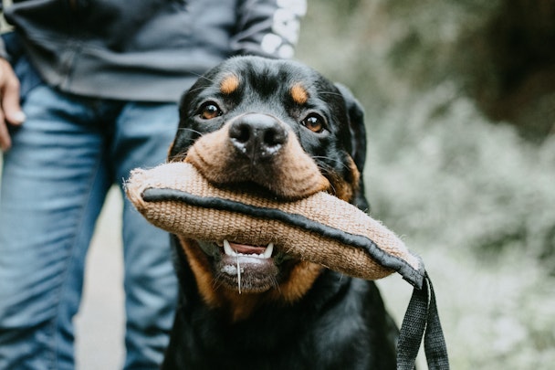 愛犬が人にかみついてしまった！咬傷事故を起こさないために知っておきたいことのアイキャッチ画像