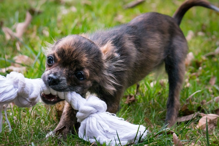 犬