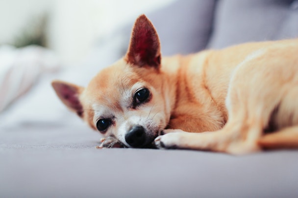 老犬ホームってどんなところ？メリットとデメリットからオススメの施設までを一気にご紹介！のアイキャッチ画像