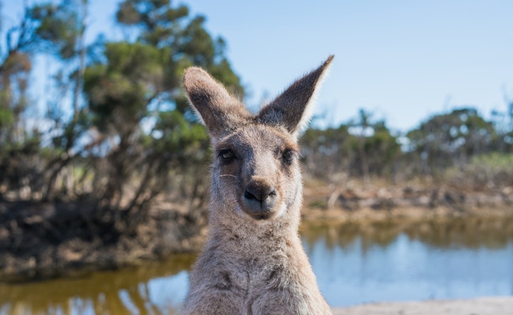 カンガルー