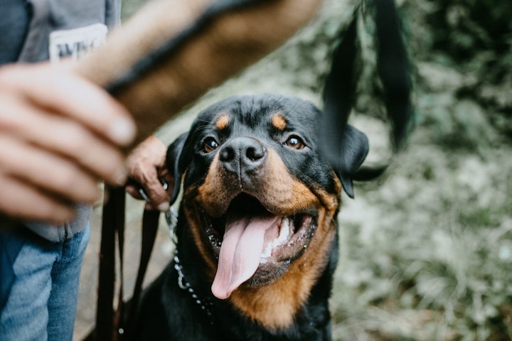 警察犬