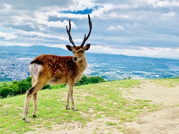 ペットフードに鹿肉が話題!低カロリー、高たんぱく、低脂肪の天然ミネラルがたっぷりスーパーフードの魅力をご紹介のアイキャッチ画像