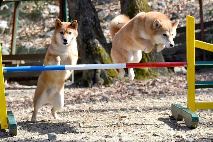 柴犬