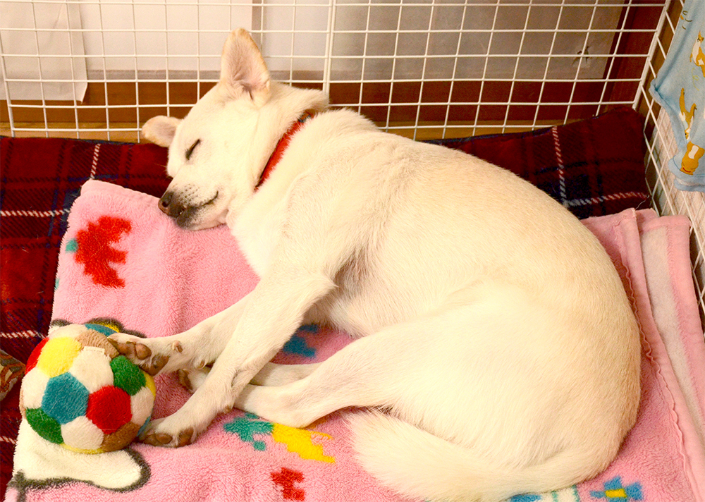 【保護犬と暮らす】職員が語る「わおん」の魅力と保護犬が果たす役割