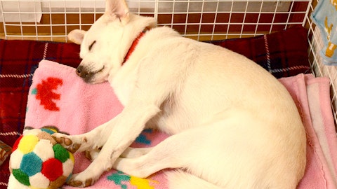 【保護犬と暮らす】職員が語る「わおん」の魅力と保護犬が果たす役割のアイキャッチ画像