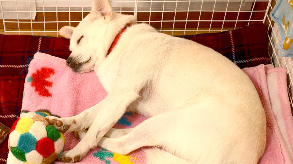 【保護犬と暮らす】職員が語る「わおん」の魅力と保護犬が果たす役割