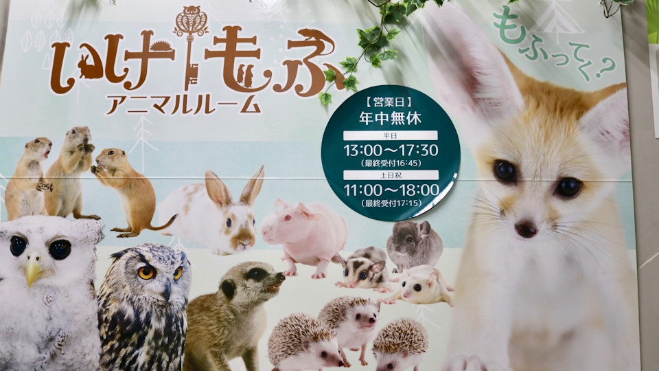 【池袋・アニマルルーム】珍しい動物と触れ合える「いけもふ」の魅力をご紹介
