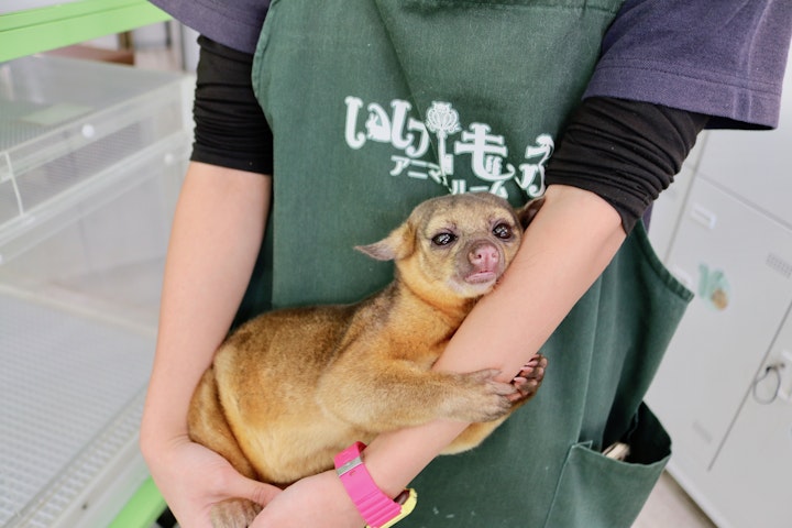 いけもふキンカジュー