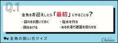 記事カテゴリ第4位