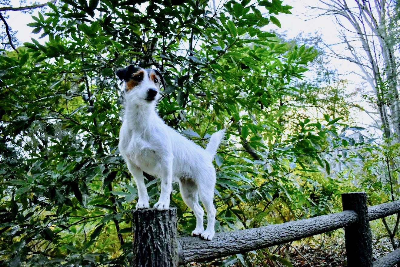 愛犬との日々の暮らしに取り入れたい「ドッグパルクール」の魅力とは？普及活動に携わる吉見さんに伺いました