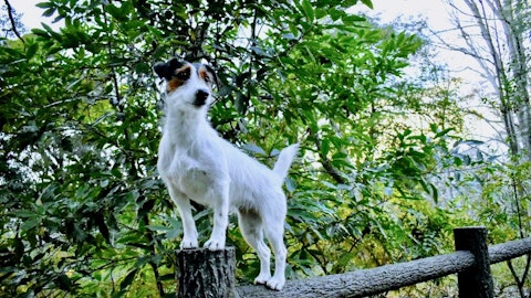 愛犬との日々の暮らしに取り入れたい「ドッグパルクール」の魅力とは?普及活動に携わる吉見さんに伺いましたのアイキャッチ画像