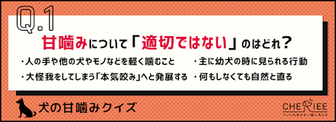 【犬の甘噛みクイズ】犬が甘噛みする理由は？対策法は？のアイキャッチ画像