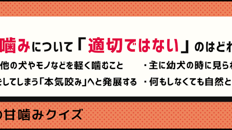 【犬の甘噛みクイズ】犬が甘噛みする理由は?対策法は?のアイキャッチ画像