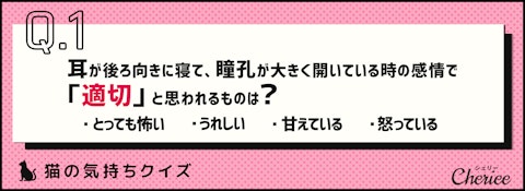 あなたはニャン問解けますか？猫の気持ちクイズのアイキャッチ画像