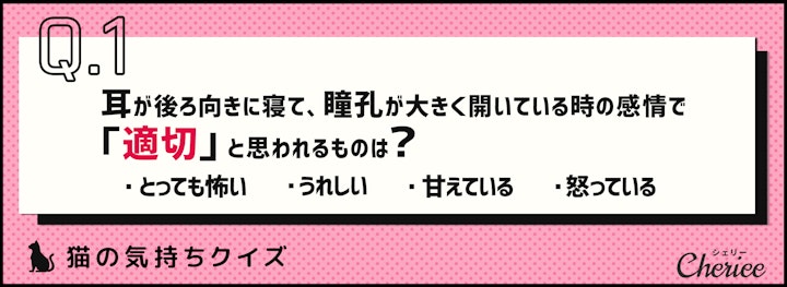 あなたはニャン問解けますか？猫の気持ちクイズのアイキャッチ画像