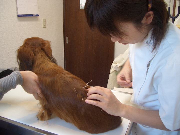 鍼治療の様子