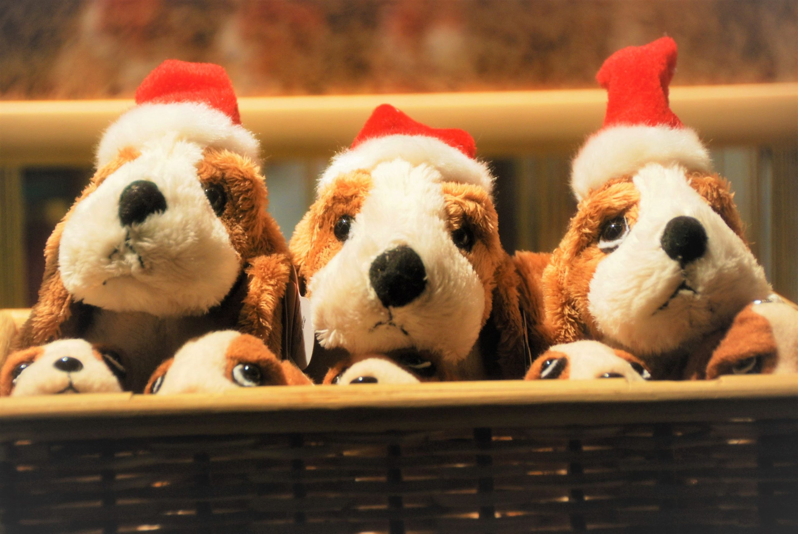 暮らしを便利に楽しく！愛⽝のためのスマートなクリスマスギフト5選