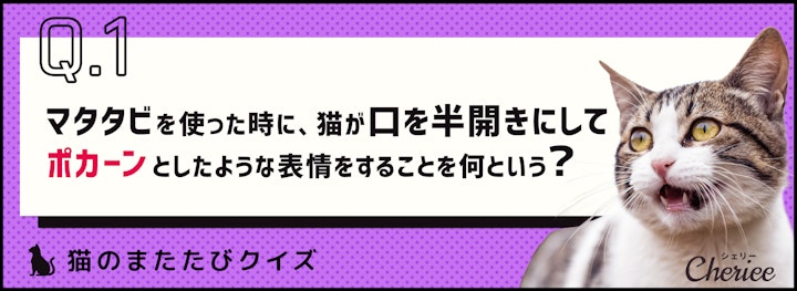 【猫クイズ】有害？無害？意外と知らないマタタビの影響のアイキャッチ画像