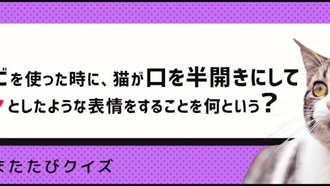 【猫クイズ】有害?無害?意外と知らないマタタビの影響のアイキャッチ画像