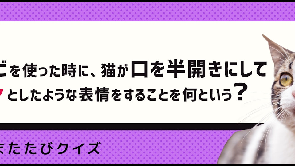 【猫クイズ】有害?無害?意外と知らないマタタビの影響
