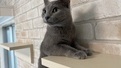 記事カテゴリ第2位