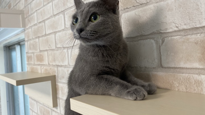 猫と暮らせる環境作りで、殺処分の減少に貢献 カクセイが新プロジェクト『ねことすまふ』を開始 第一弾として東京・目黒に猫共生住宅を発表のアイキャッチ画像