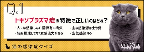 【猫クイズ】恐ろしい猫の感染症、トキソプラズマ症とは？のアイキャッチ画像