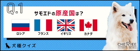 【犬種クイズ】もふもふで真っ白な大きい犬「サモエド」の魅力とはのアイキャッチ画像