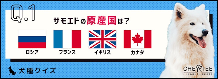 【犬種クイズ】もふもふで真っ白な大きい犬「サモエド」の魅力とはのアイキャッチ画像