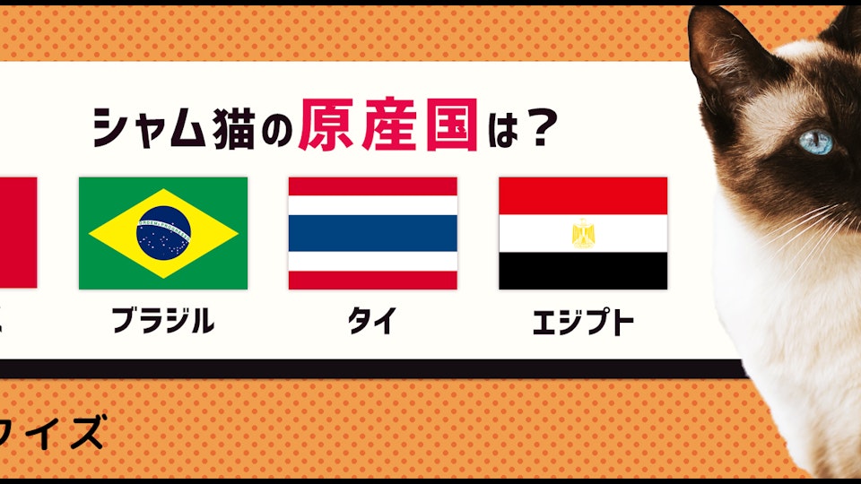 【猫種クイズ】シャム猫特有の色の理由とは?