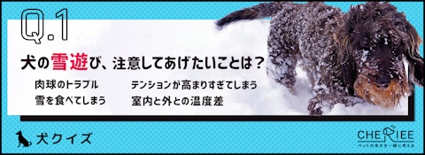 【犬クイズ】犬の雪遊びで注意したい雪玉って何？のアイキャッチ画像