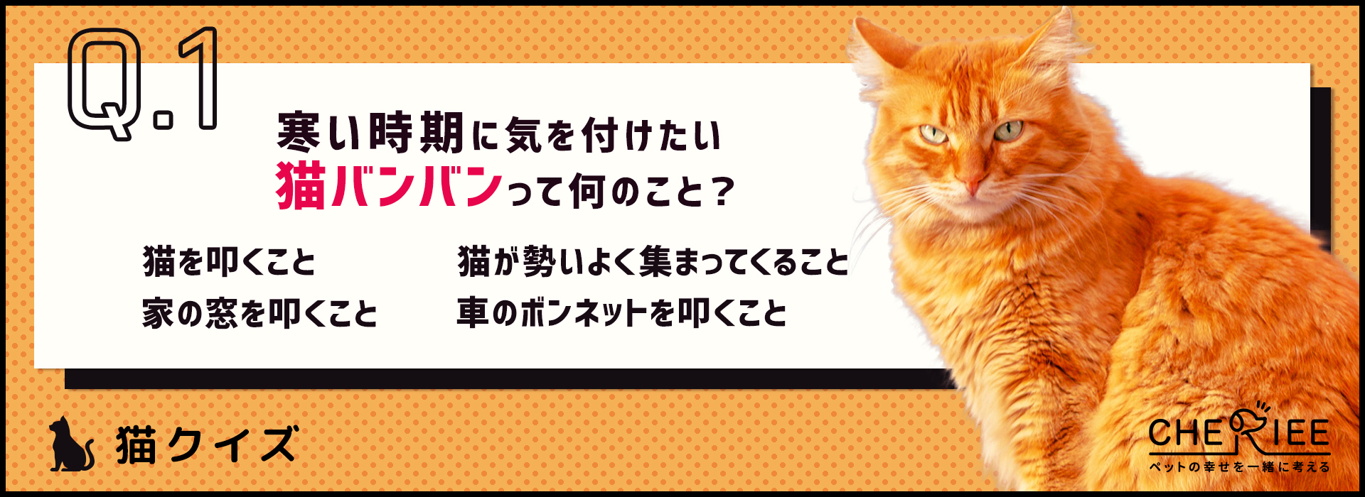 猫クイズ 寒い冬に気を付けたい 猫バンバン とは シェリー ペットの幸せを一緒に考える