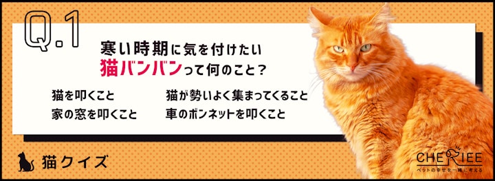 【猫クイズ】寒い冬に気を付けたい「猫バンバン」とは？のアイキャッチ画像