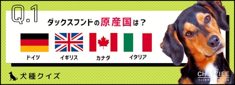 【犬種クイズ】知ってましたか？ダックスフンドの名前の由来のアイキャッチ画像