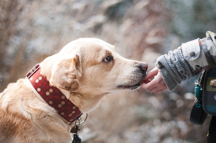 保護犬や保護猫を迎えるという選択肢も考えてみては