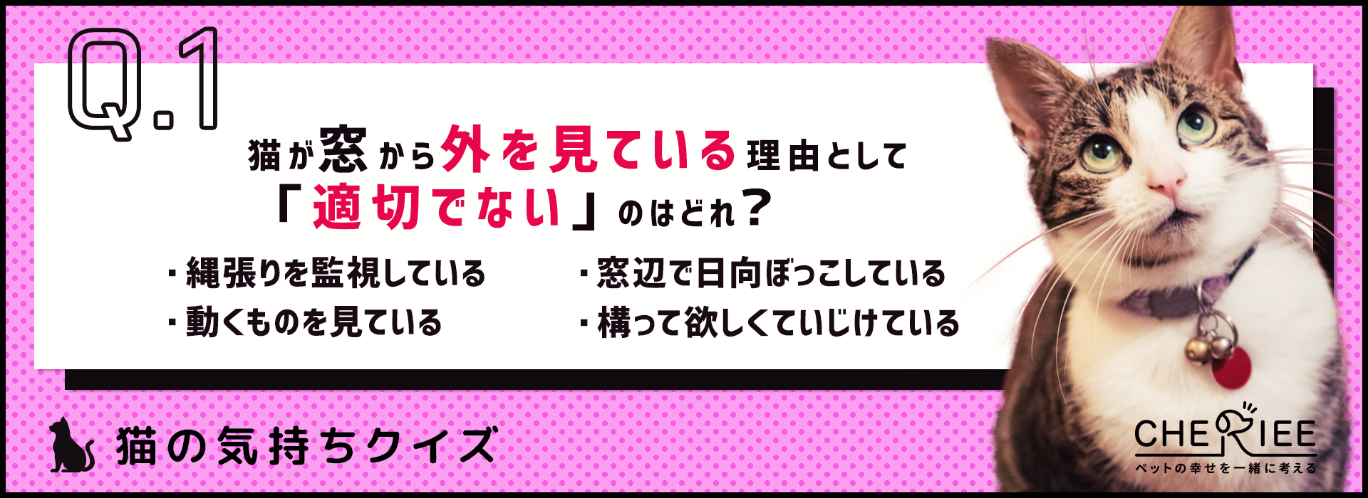 【猫の気持ちクイズ】猫が窓から外を見ている理由とは？